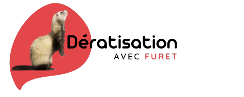 Dératisation avec Furet
