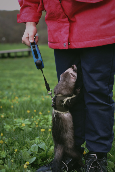 Furet expert en dératisation